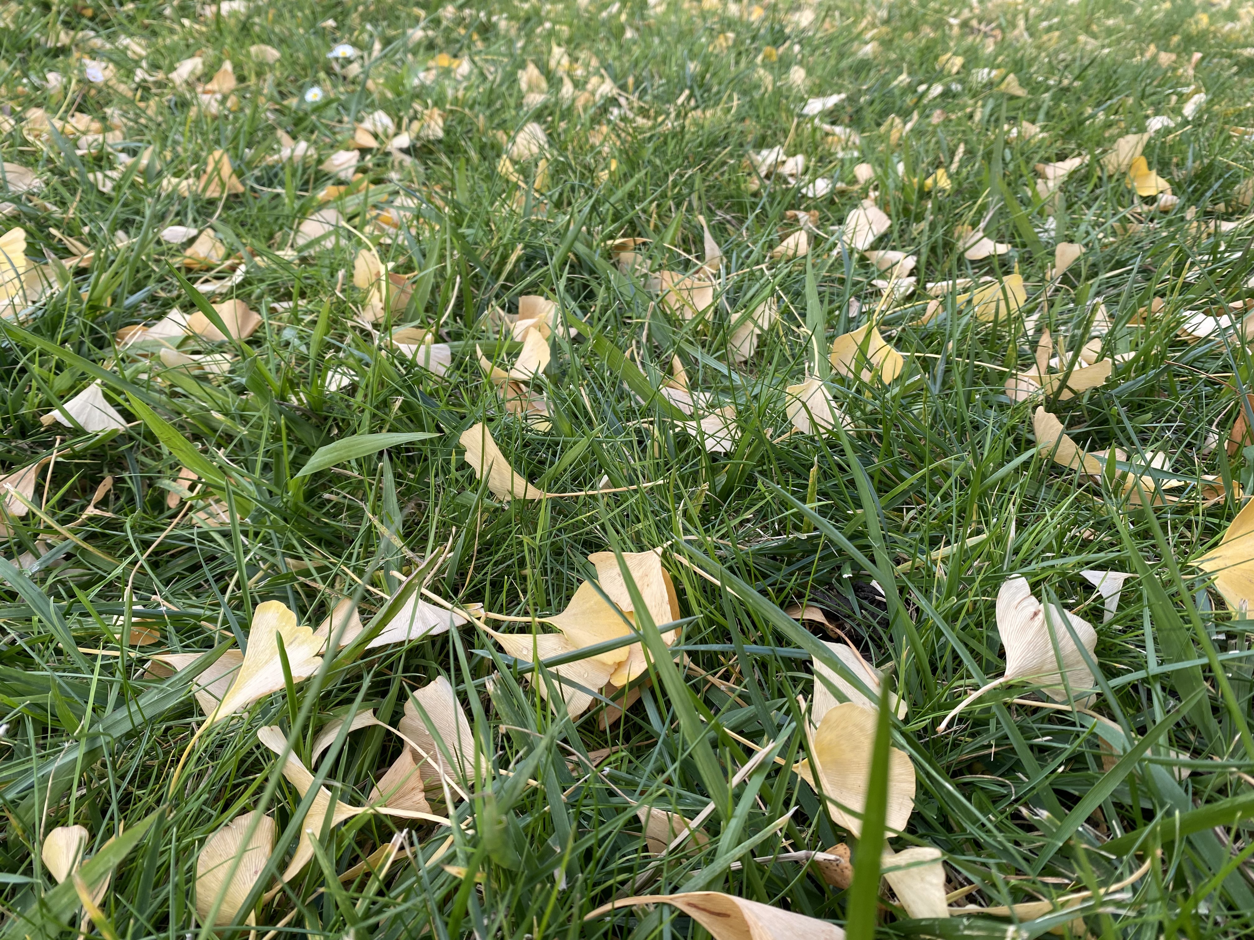 Ginkgo Leaves.jpeg